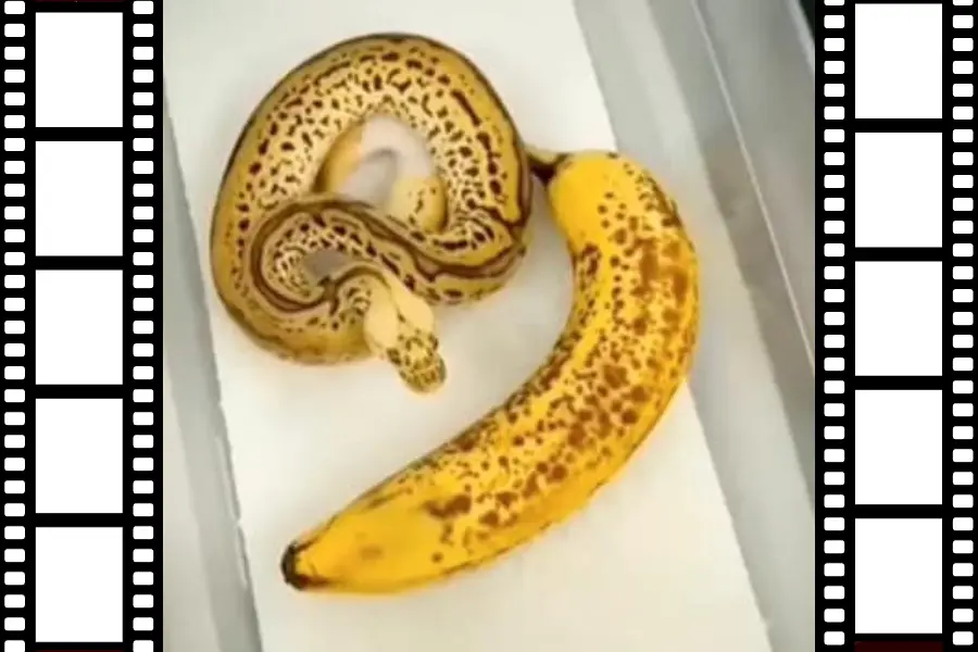 Snake Looks Like A Banana 2024