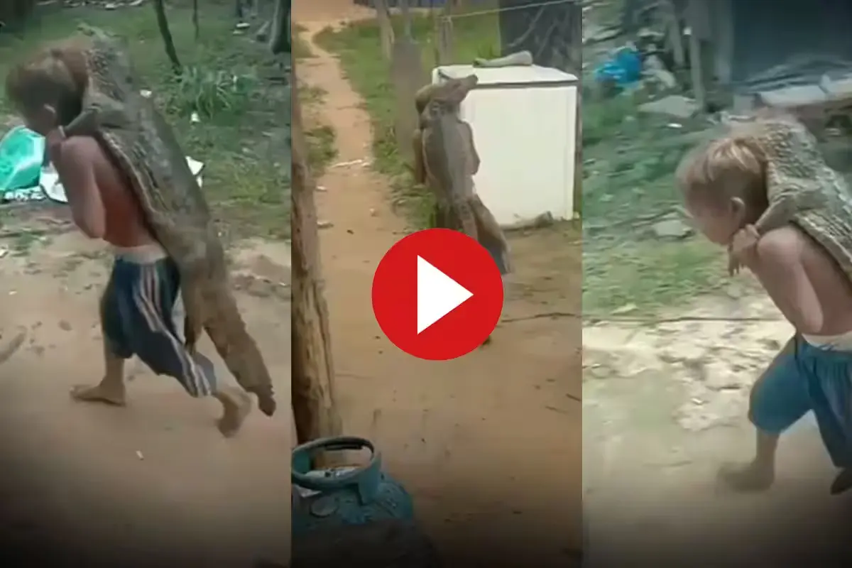 Magarmach Ka Video
