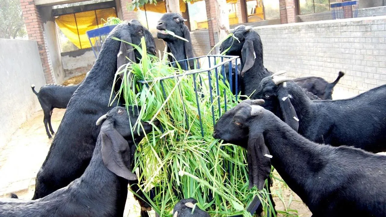 Bakri Palan Loan Apply